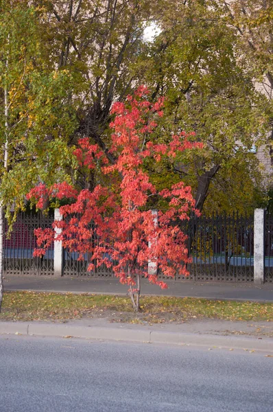 Ein Bunter Herbstbaum Gegen Grüne Bäume — Stockfoto