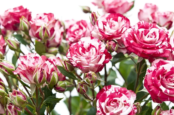 Strauß rotweißer Rosen, isoliert auf weißem Grund — Stockfoto