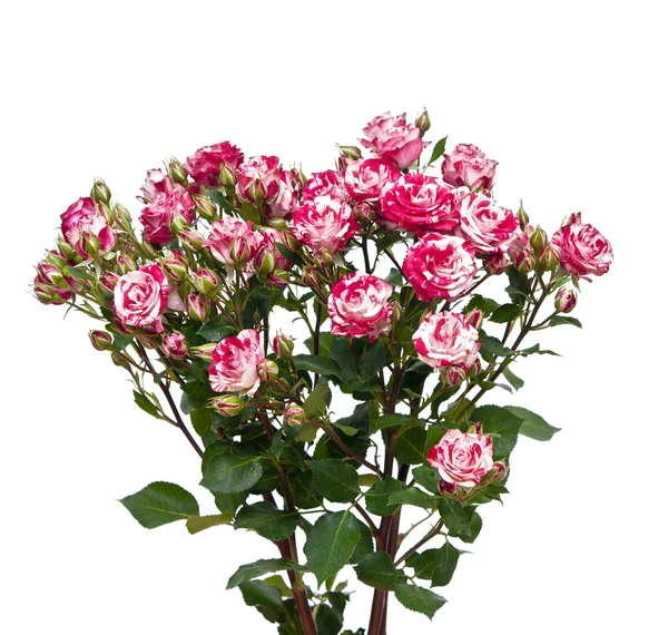 Ramo de rosas rojo-blancas, aisladas sobre blanco —  Fotos de Stock