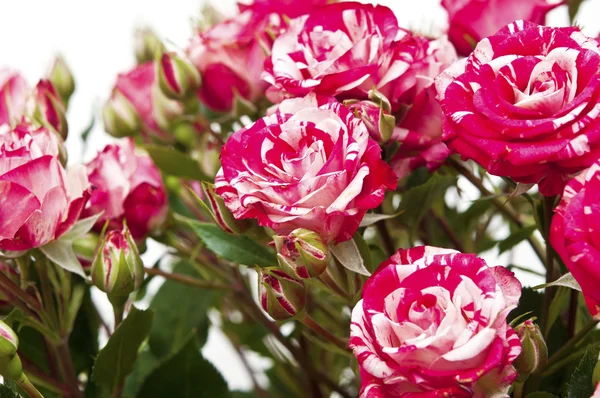 Bouquet di rose bianco-rosse, isolate su bianco — Foto Stock