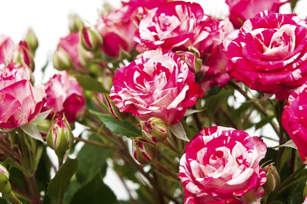 Boeket rood-witte rozen, geïsoleerd op wit — Stockfoto