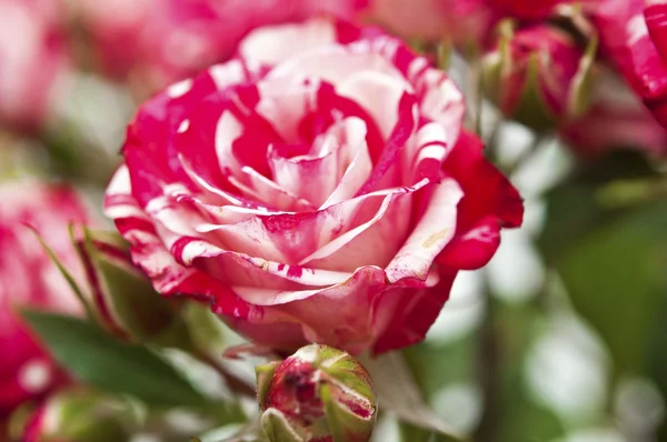 Κόκκινο-λευκό τριαντάφυλλο - μικτό χρώμα — Φωτογραφία Αρχείου