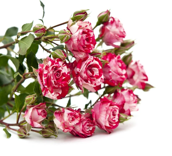 Strauß rotweißer Rosen, isoliert auf weißem Grund — Stockfoto