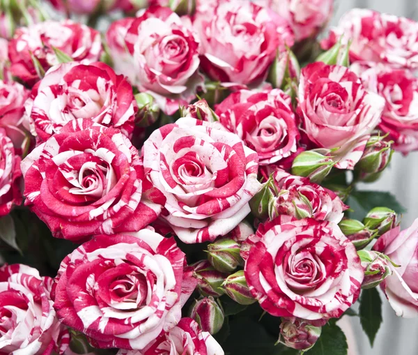 Róże naturalne tło — Zdjęcie stockowe