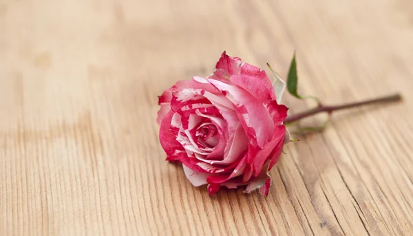 Bela rosa no fundo de madeira — Fotografia de Stock