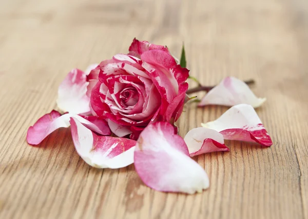 Vackra rosa blommor med kronblad på rustika bord — Stockfoto