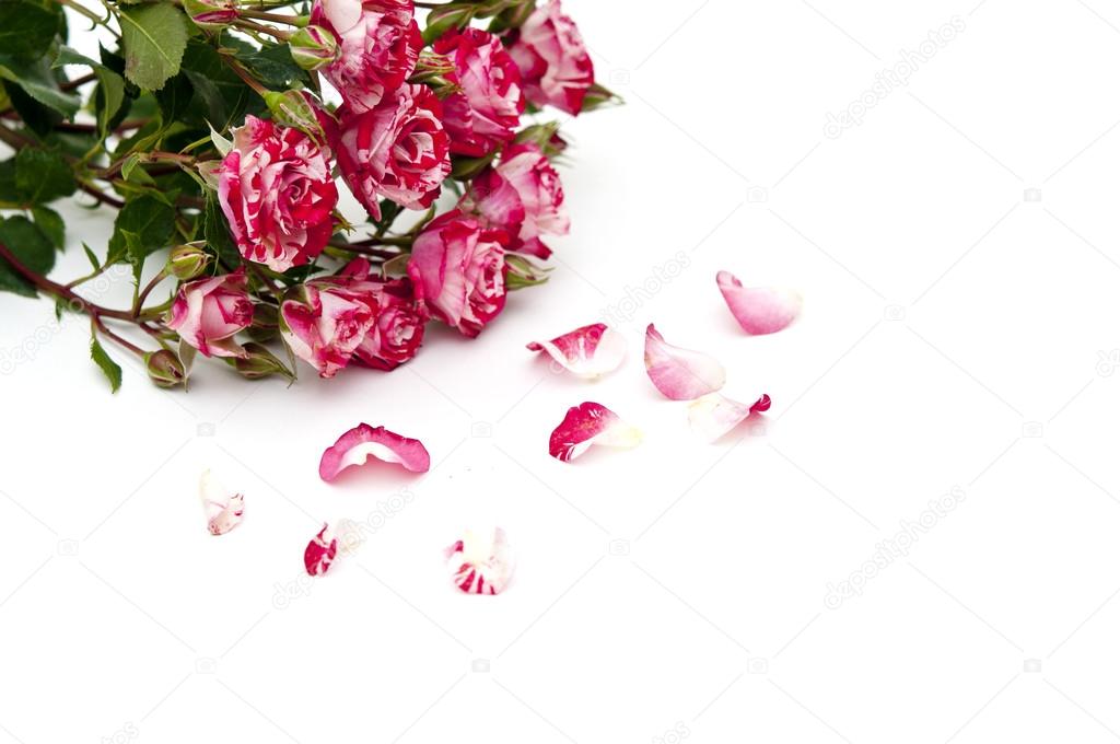 red-white roses and scattered flower petals on a white backgroun