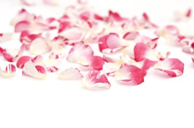 Beyaz arka planda gül yaprakları 