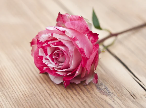 Bella rosa su sfondo di legno — Foto Stock