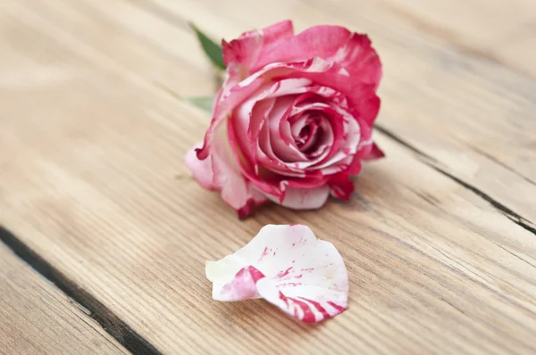 Beautiful rose flowers with petal on rustic table — Stock Photo, Image