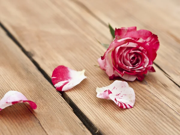 Schöne Rosenblüten mit Blütenblatt auf rustikalem Tisch — Stockfoto