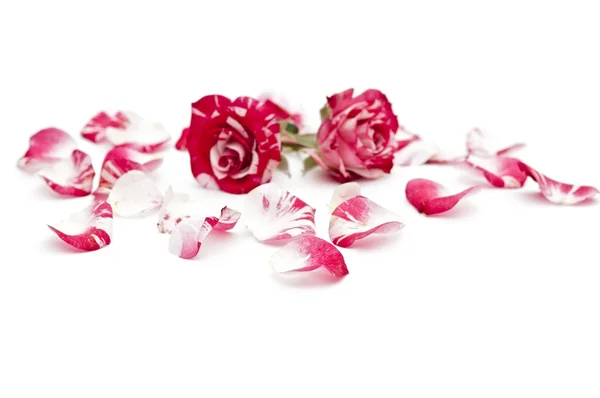 Zwei rot-weiße Rosen mit Blütenblättern auf weißem Hintergrund — Stockfoto