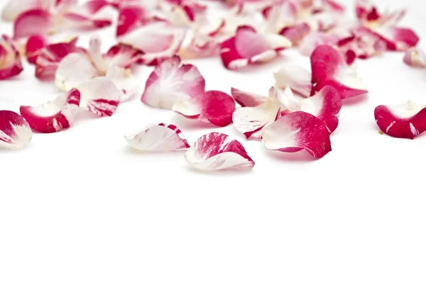 Pétalos de rosas sobre fondo blanco — Foto de Stock