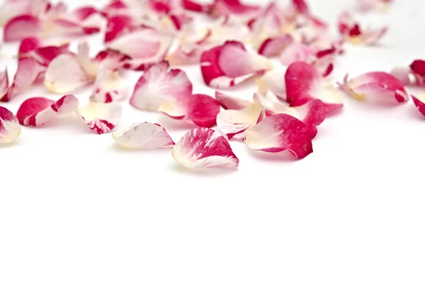 Pétalas de rosas sobre um fundo branco — Fotografia de Stock