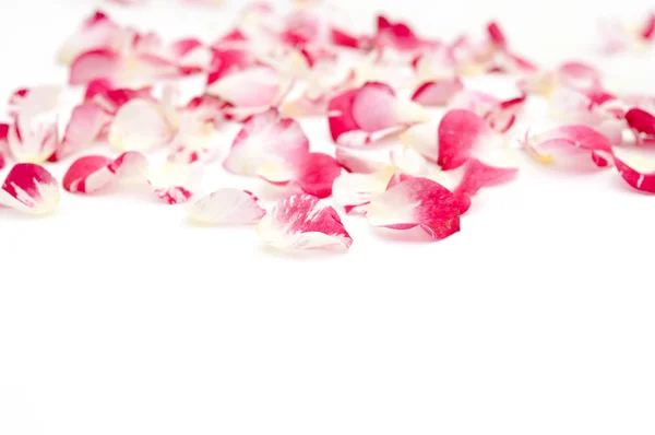 Pétalas de rosas sobre um fundo branco — Fotografia de Stock