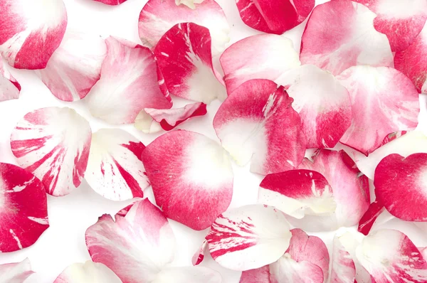 Rosa e branco pétalas de rosa espalhadas como um fundo — Fotografia de Stock