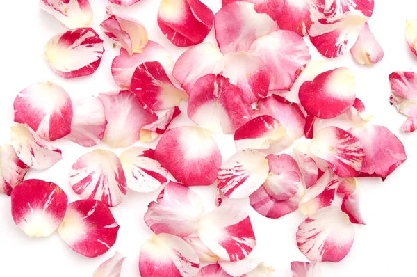 Petals of roses on a white background — Stock Photo, Image