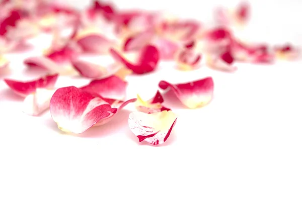 Kronblad av rosor på en vit bakgrund — Stockfoto