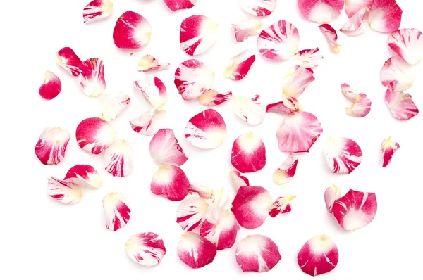 Kronblad av rosor på en vit bakgrund — Stockfoto