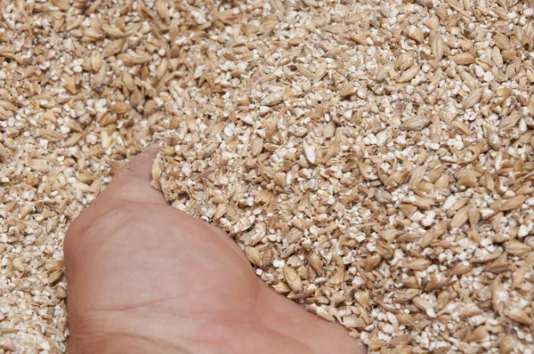 Пшениця в руках після подрібнення — стокове фото