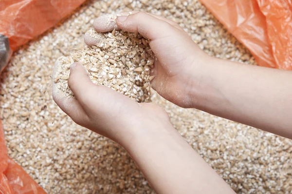 Child's hands holding milled grain — Stock Photo, Image