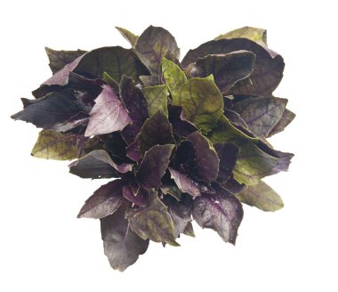 beyaz zemin üzerine taze fesleğen otlar