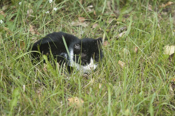Ασπρόμαυρη γάτα ξαπλωμένη στο γρασίδι — Φωτογραφία Αρχείου