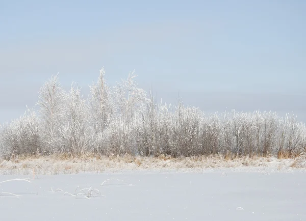 ภูมิทัศน์ฤดูหนาวที่มีหิมะ — ภาพถ่ายสต็อก
