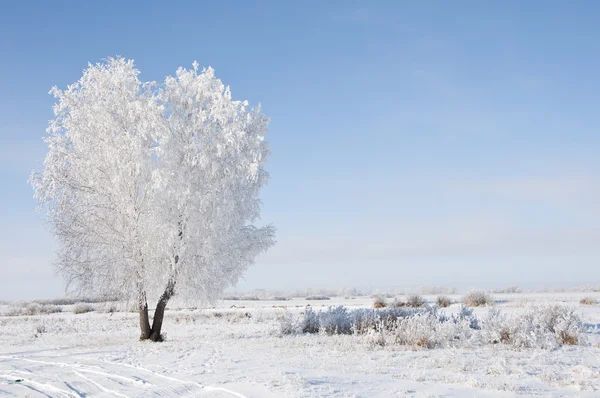 ต้นไม้แช่แข็งบนทุ่งฤดูหนาวและท้องฟ้าสีฟ้า — ภาพถ่ายสต็อก