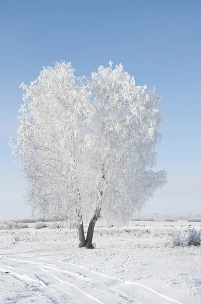 Frozen tree on winter field and blue sky Royalty Free Stock Photos