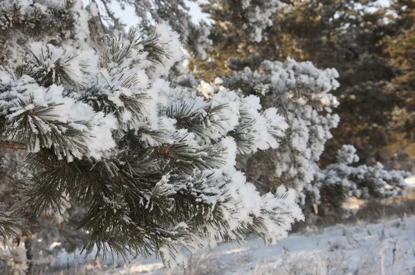 Fundo de inverno. Uma árvore conífera em geada e neve — Fotografia de Stock