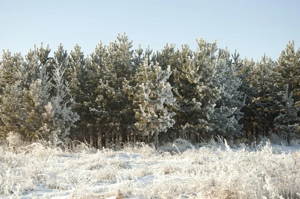 Fir trees covered with snow — Stock Photo, Image