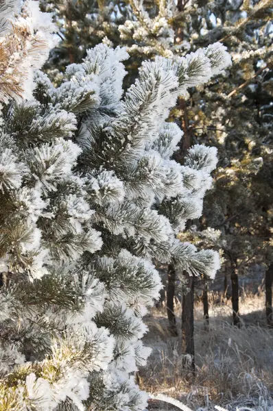 Fundo de inverno. Uma árvore conífera em geada e neve — Fotografia de Stock