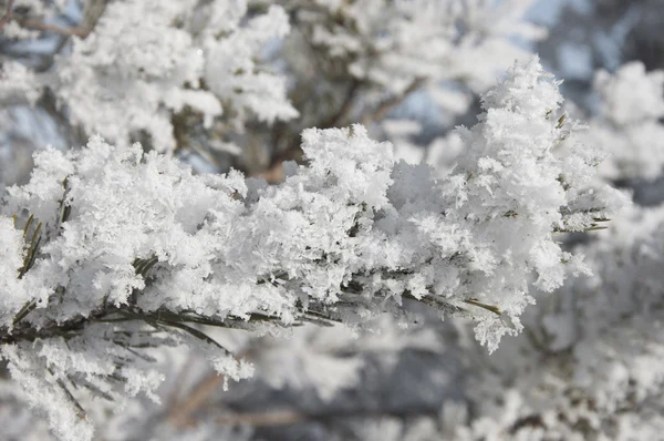 Fundo de inverno. Uma árvore conífera em geada e neve — Fotografia de Stock