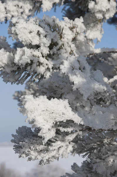 Abetos cobertos de neve — Fotografia de Stock