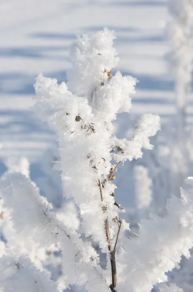 Gałąź drzewa zima śnieg — Zdjęcie stockowe
