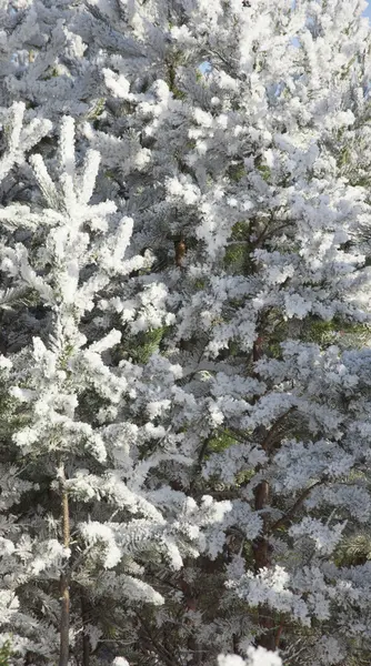 Abeto cubierto de nieve — Foto de Stock