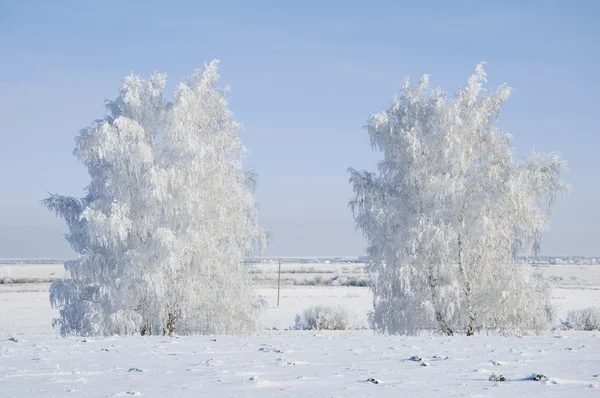 Frostat träd — Stockfoto