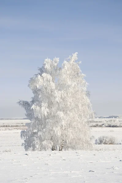 Albero congelato sul campo invernale e cielo blu — Foto Stock