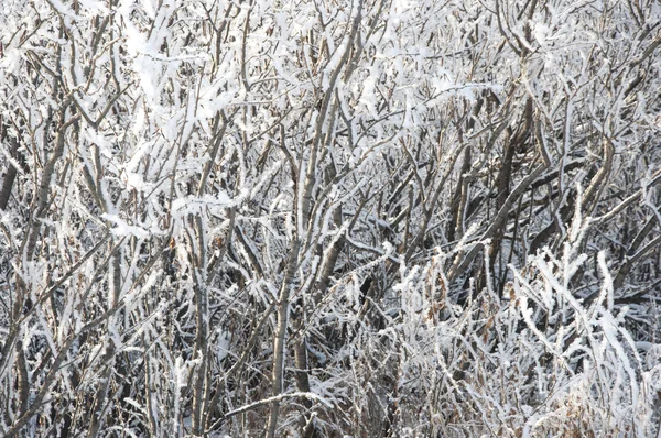 Branche d'arbre d'hiver avec neige — Photo