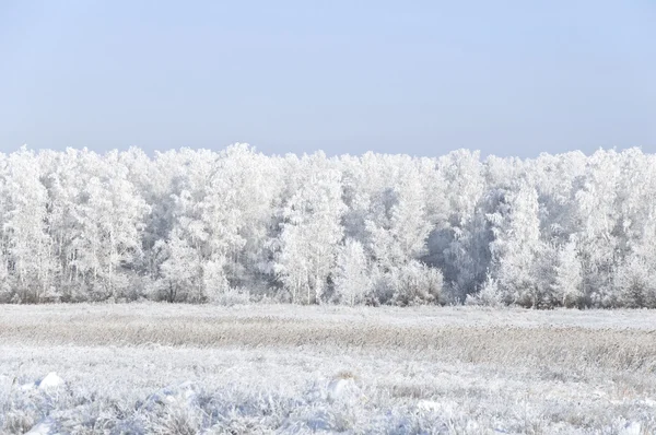 Χειμερινό τοπίο με χιόνι — Φωτογραφία Αρχείου