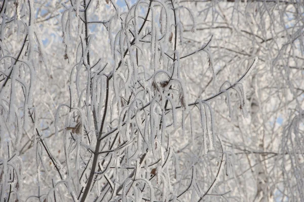 Der Hintergrund gefrorene Winterzweige im Eis — Stockfoto