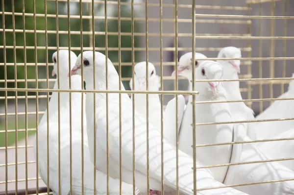 Pombas brancas em um dia ensolarado em uma gaiola de madeira — Fotografia de Stock