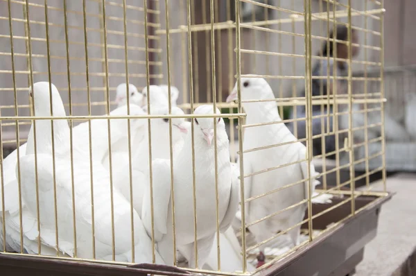 Palomas blancas en un día soleado en una jaula de madera —  Fotos de Stock