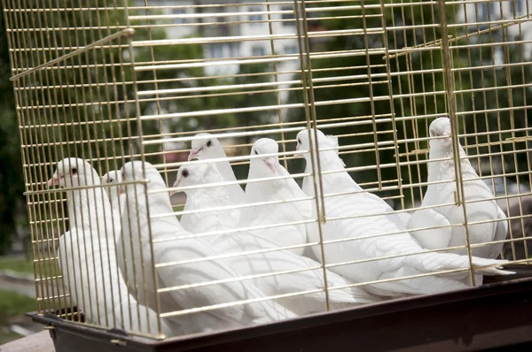 Pombas brancas em um dia ensolarado em uma gaiola de madeira — Fotografia de Stock