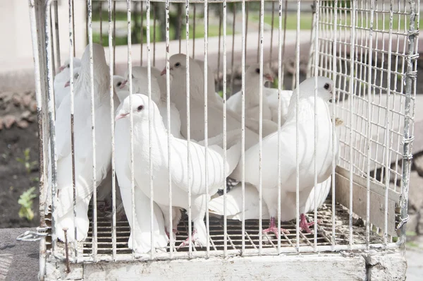 Fehér galambok egy napsütéses napon a fából készült ketrec — Stock Fotó