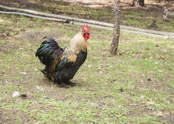 Hermoso gallo (pollo macho) en el fondo de la naturaleza — Foto de Stock