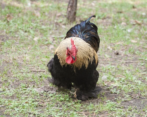 Vackra tupp (manliga kyckling) på natur bakgrund — Stockfoto