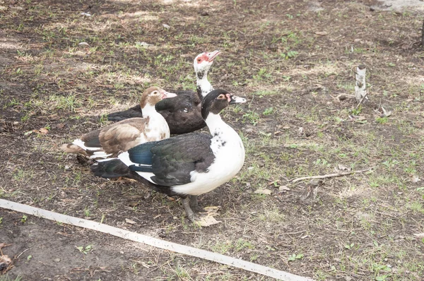 Ankor på gräs — Stockfoto