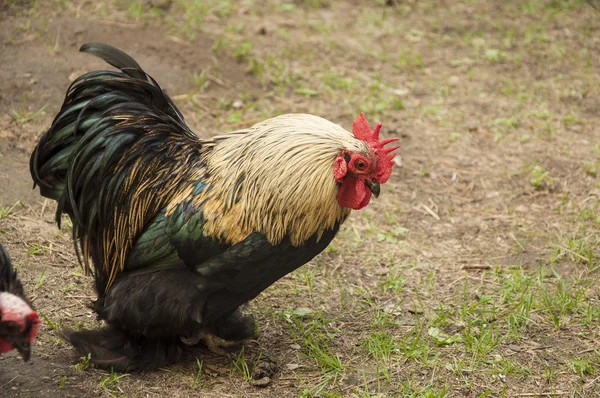 Beau coq (poulet mâle) sur fond de nature — Photo